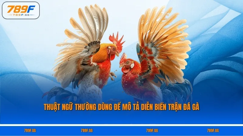 Thuật ngữ thường dùng để mô tả diễn biến trận đá gà