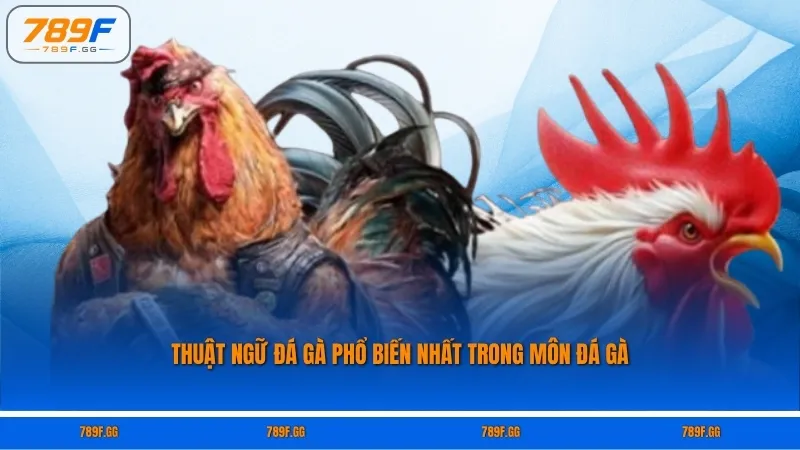 Thuật ngữ đá gà phổ biến nhất trong môn đá gà