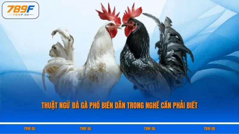 Thuật Ngữ Đá Gà Phổ Biến Dân Trong Nghề Cần Phải Biết
